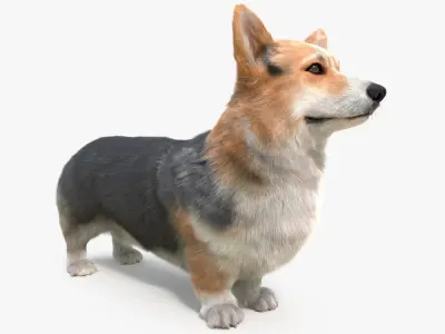  Tricolor Welsh Corgi Pembroke Fur for Maya Rigged 