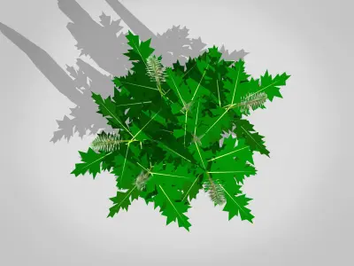 Acanthus Mollis Low-poly 3D model