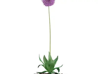 Allium Plant  Allium giganteum 3D model