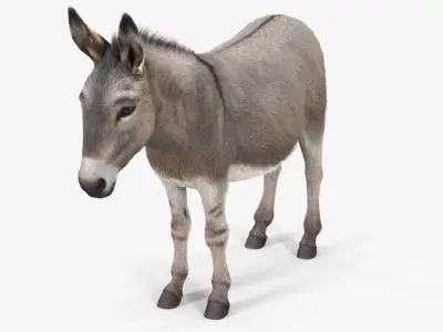  Domestic Donkey Standing Fur 