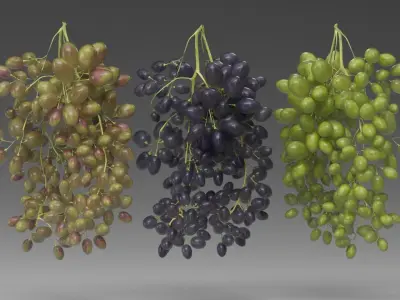 Grape 3D model
