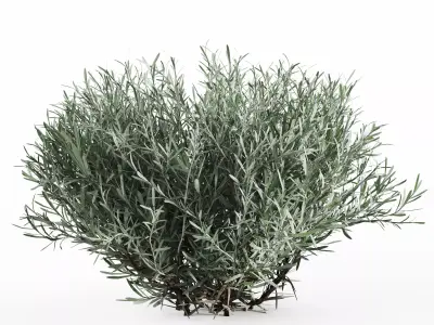 Lavender Bush Set  6 Unique Forms 3D model