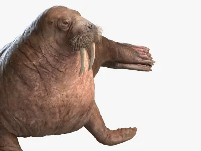  Walrus Rigged 