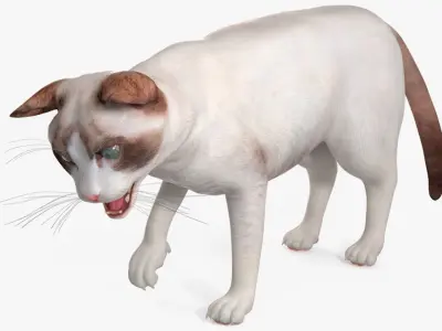  Ragdoll Cat Rigged for Cinema 4D 