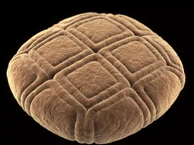 Acacia Pollen Grain 3D model