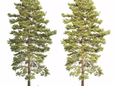 Pinus Sylvestris 34 3D model