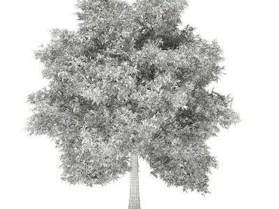 Avocado Tree 3D model