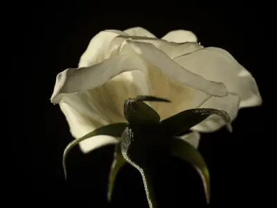  White rose animated 
