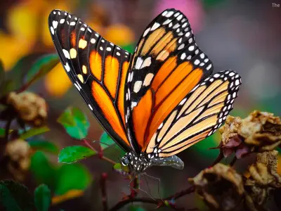  Animated Flying Monarch Butterfly Rigged for Cinema 4D 