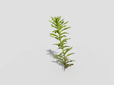 Plant rosemary Low-poly 3D model