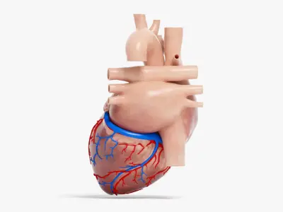  Human Heart Animated (Pro Version) 