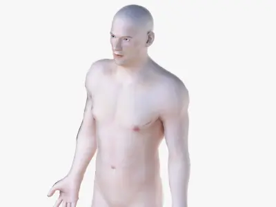  Full Male And Female Anatomy Low Poly Set 