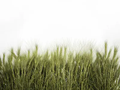 plants from six bushes of green ears of wheat for landscaping 3D model