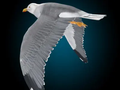  Seagull - Flight 