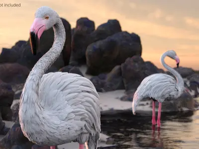  Albino Flamingo Bird White 