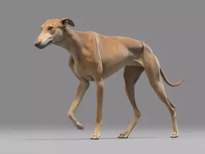 Greyhound Brown Animated 3D model