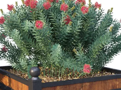 Street bushes in boxes II 3D model