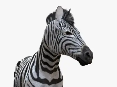  Zebra (Rigged) 