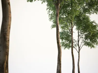 Trees with dense round crowns 3D model