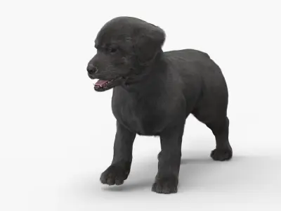 Labrador Puppy Leisurely Walk Fur Animated Rigged 