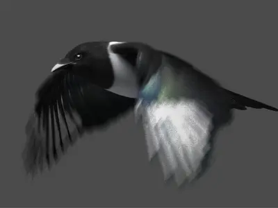  Black-billed Magpie (Animated) 