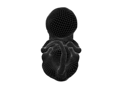 Human embryo V1 001 Low-poly 3D model