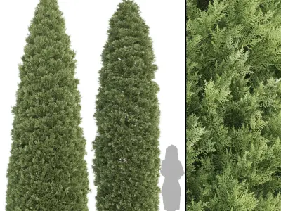 Conifer Species high quality 3D Model Pack