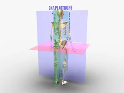Planes of the Body Skeleton 3D model