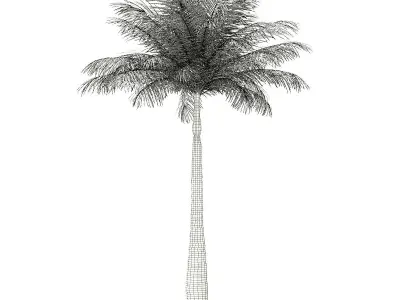 Bottle Palm Tree 3D Model 5m 3D model