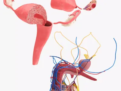 Female and Male reproductive system Low-poly 3D model