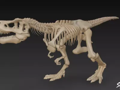 Tyrannosaurus Rex fossil Low-poly 3D model