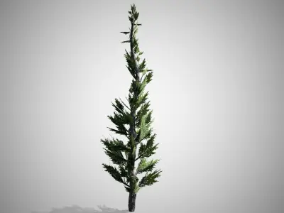 Hollywood Juniper Tree Low-poly 3D model