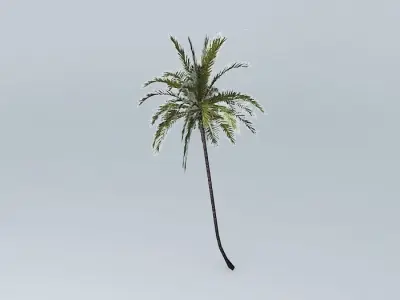 Coconut Palm Cocos nucifera Free 3D model