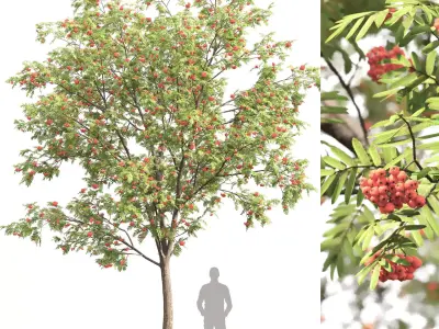 Sorbus 01 3D model