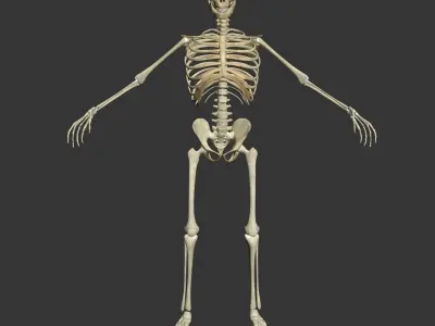 Male and Female Human Skeleton Anatomy 3D model