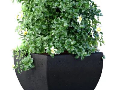 A tall decorative tree shrub houseplant in modern black pot 3D model