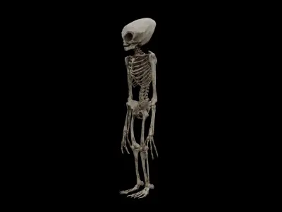 Humanoid Alien Skeleton  Low-poly 3D model