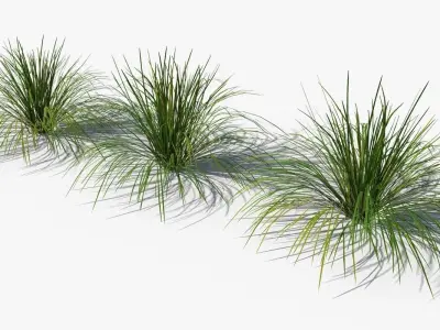 Muhlenbergia Rigens deergrass Low-poly 3D model
