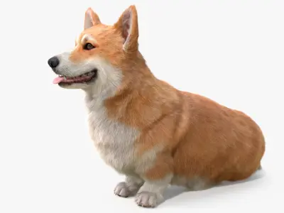  Pembroke Welsh Corgi Dog Sitting Pose Fur for Cinema 4D 