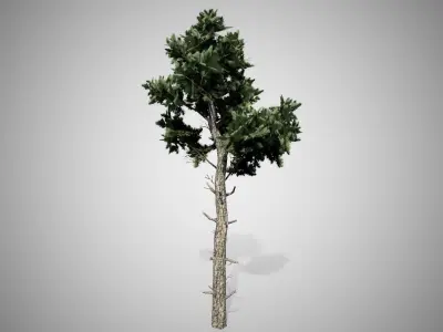 Loblolly Pine Tree Low-poly 3D model