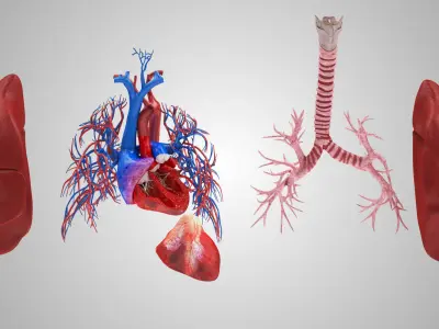 Lungs and Heart System  Low-poly 3D model