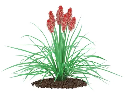 Kniphofia Plant Tritoma 3D model