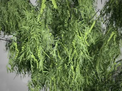 Honey Mesquite Tree Low-poly 3D model