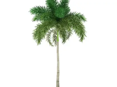 Foxtail Palm Tree 3D Model 10m 3D model