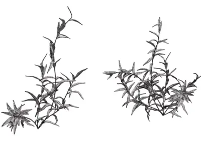 Realistic Dry Shrub Clump  Low-poly 3D model
