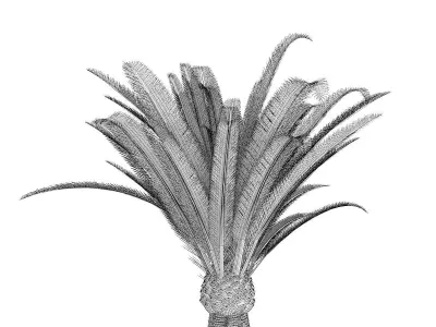 Pineapple Palm 3D model