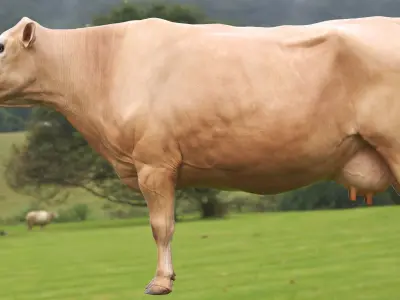  Jersey Cow 