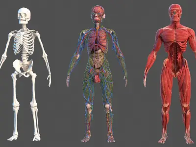  Male Full Body Anatomy 