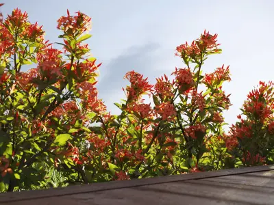  Australian Plant Collection Include GrowFX and Mesh file 