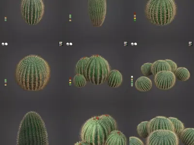 2021 PBR Arizona Barrel Cactus - Ferocactus Wislezenii  3D model